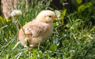 KUŘE NENÍ STROJ: Co znamená welfare a proč na něm záleží?