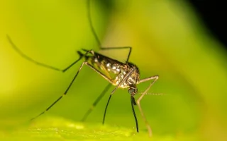 Sezona komárů začala. Pozor na parazita, který může nakazit psa i člověka.