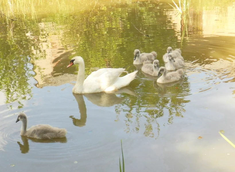 Labuť vellká s mláďaty, Sázava 2012.