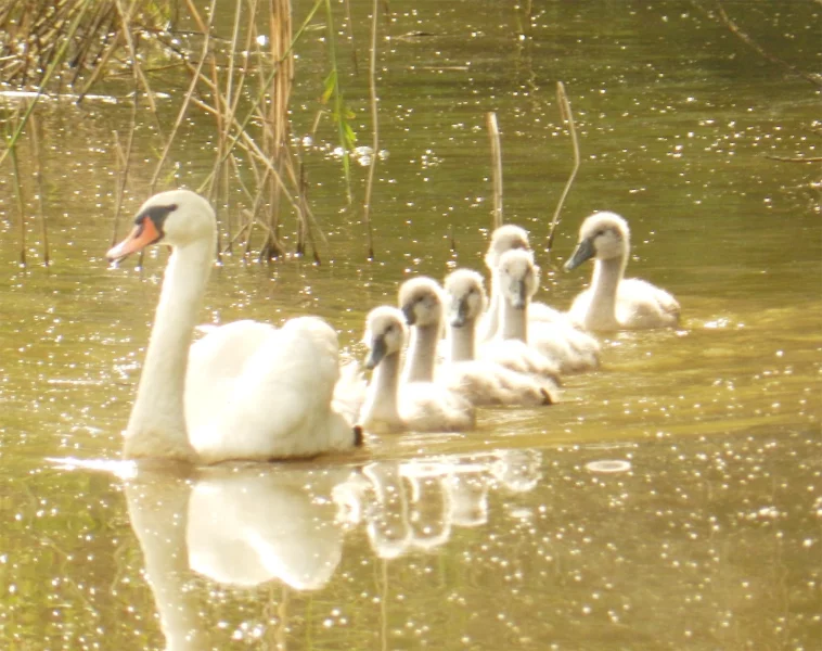 Labuť velká s mláďaty, Panoší Újezd 2012.