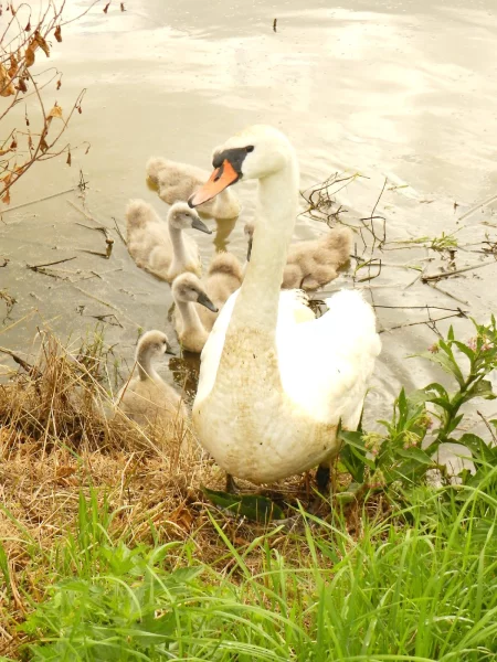 Labuť velká s mláďaty, řeka Sázava.