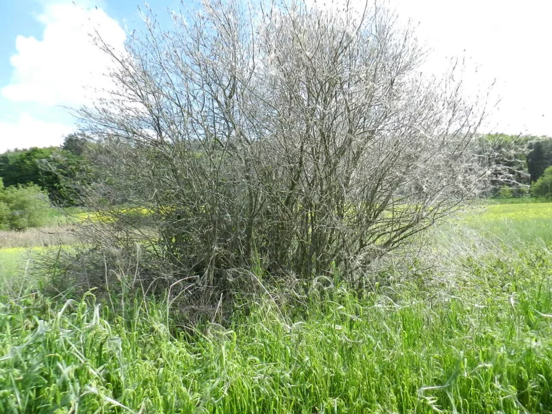 Holožír předivky brslenové.