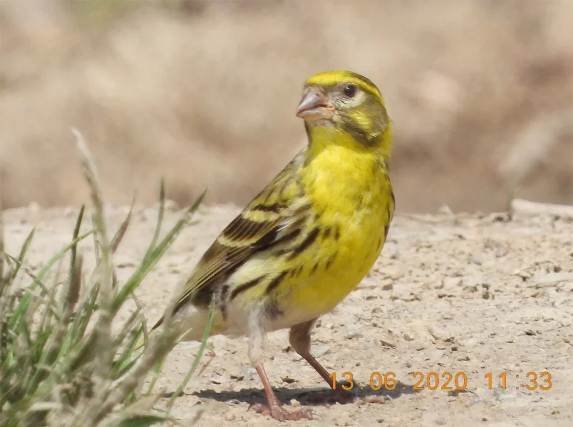 Zvonohlík zahradní.
