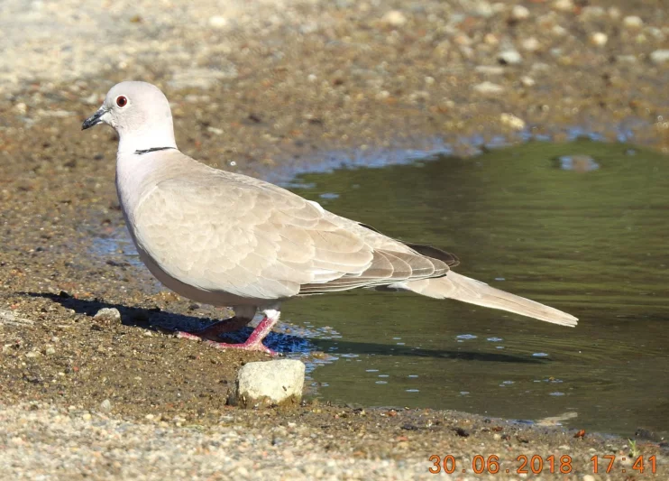 Léto, pražské labutě, lidská paměť