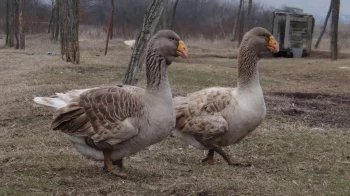 Husa tulská, bojová křivozobá či komogorská?