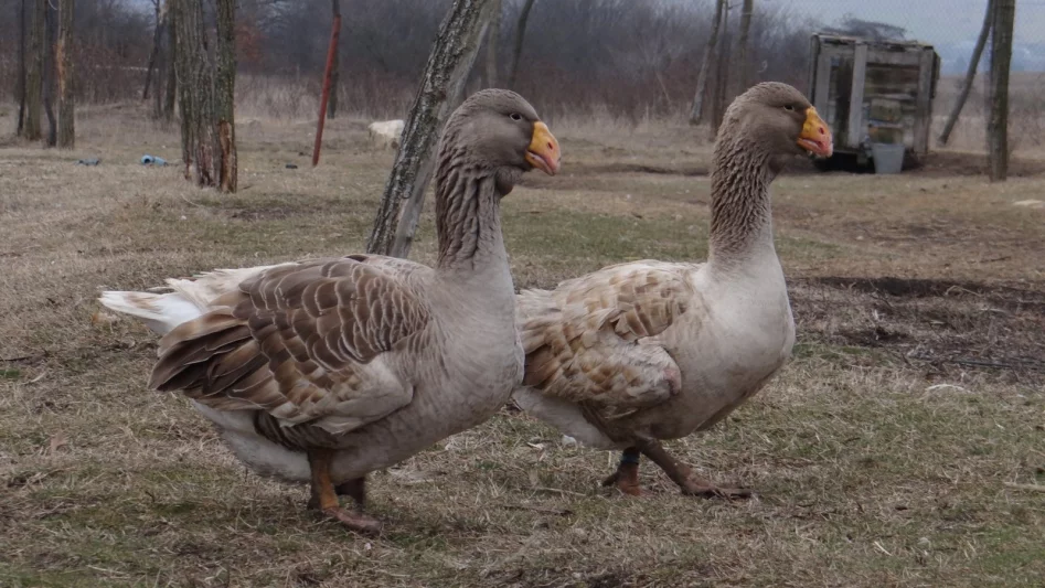 Husa tulská, bojová křivozobá či komogorská?