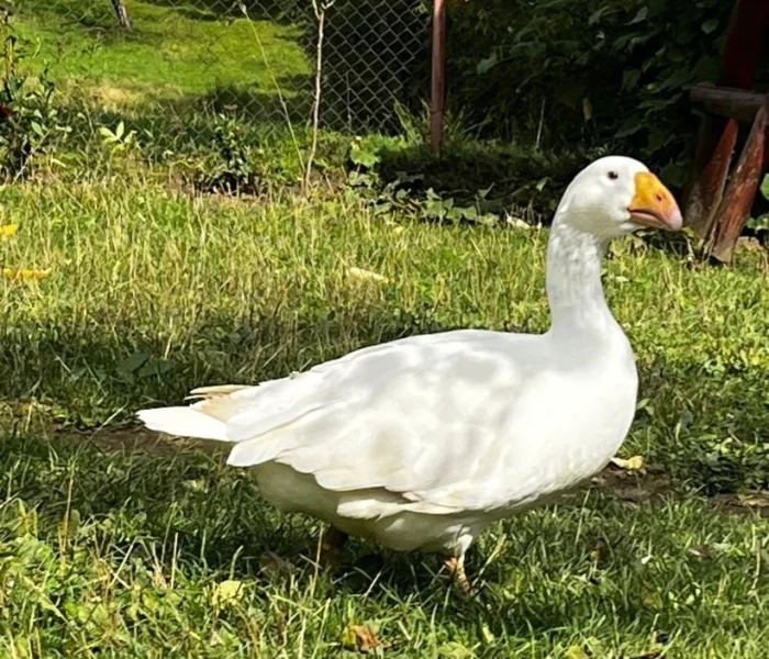 Husa tulská bílá, opět jeden z mála jedinců s rovnými křídly.