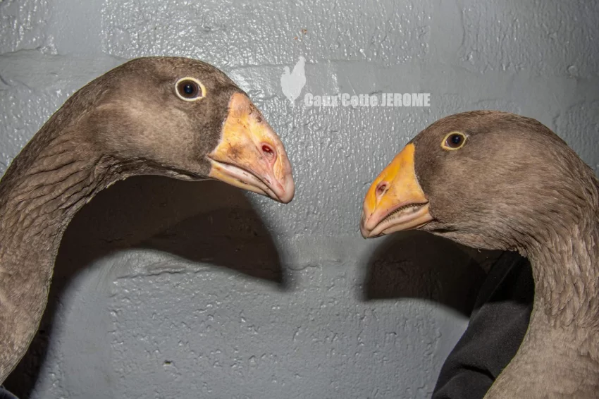 Detail hlav bojových hus křivozobých (vlevo husa, vpravo houser).