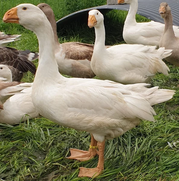 Husa bojová křivozobá bílá.