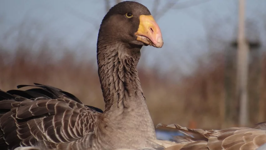 Komogora, detail hlavy a krku.