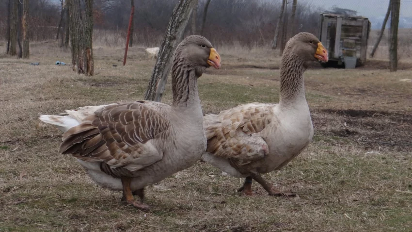 Chovný pár komogor.