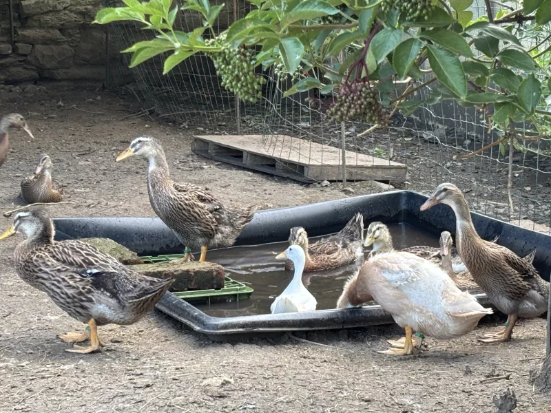 Umělá jezírka jsou pro kachny sice vhodná, ale velmi nepraktická pro čištění.