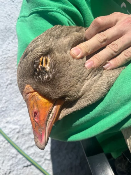 Typický příklad zánětu oka.