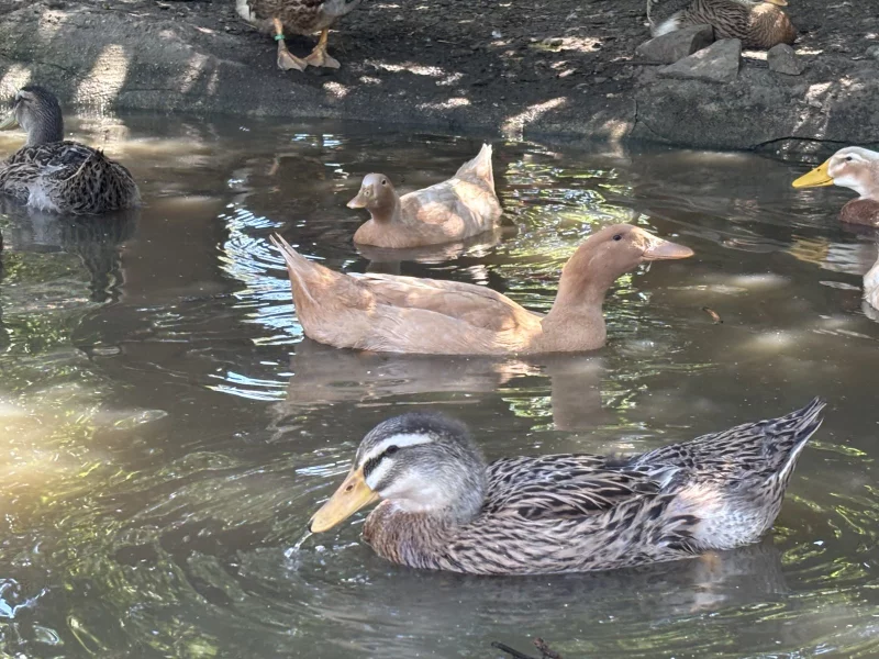 Na vodě se mladé kachny zbavují i prachového peří v období přepeřování.
