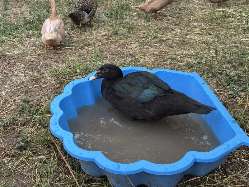 Barva vody po 2 hodinách po nalití - nejedná se o nic kritického a taková voda nemusí být nutně měněna, postačí až další den.