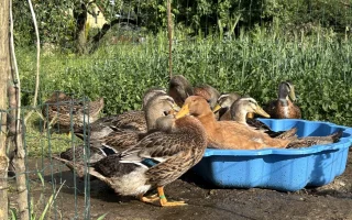 Nateklé oko, kulhání, špatné peří u hus a kachen – co dělat?