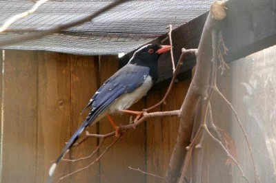 Kraska červenozobá (Urocissa erythrorhyncha)