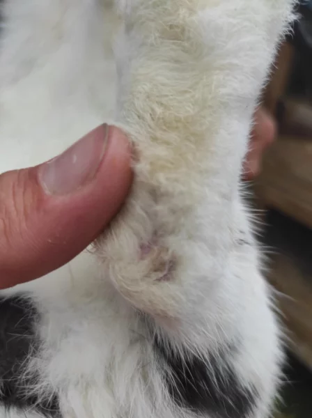 Otlaky začínají v oblasti paty s následnou regresí.