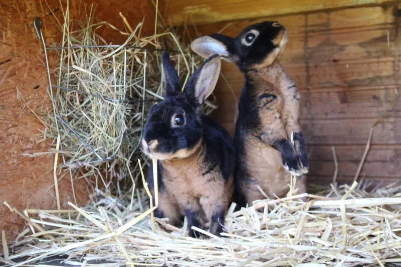 Otlaky (Pododermatitida) u králíků: chronický problém, kterému lze předejít
