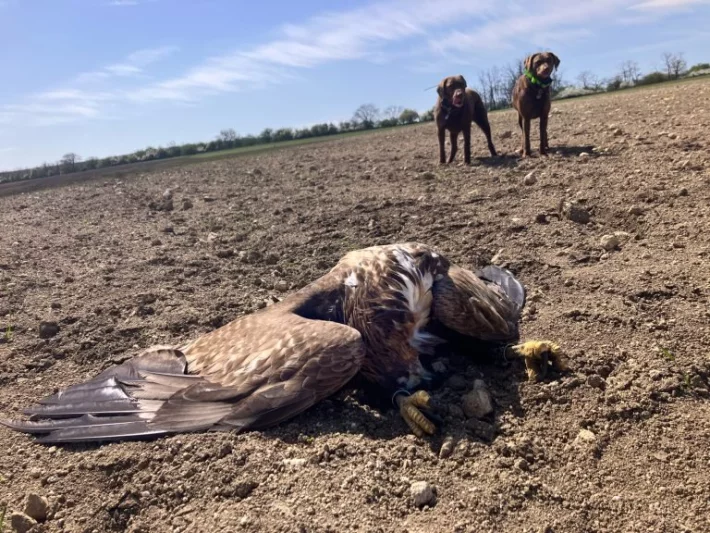 Případů zabíjení vzácných dravců opět přibývá. Policie hledá svědky