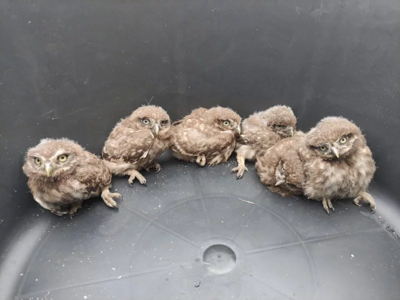 Dvě největší letošní snůšky čítaly po 6 mláďatech.