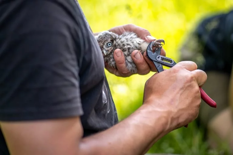 Každému kontrolovanému mláděti se připevní na nohu kroužek s unikátním číslem.