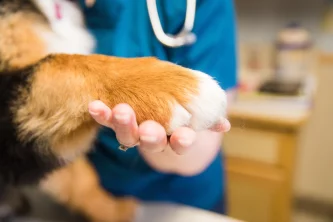 Polovina veterinářů zvažuje odchod z profese, mnozí čelí vyhoření