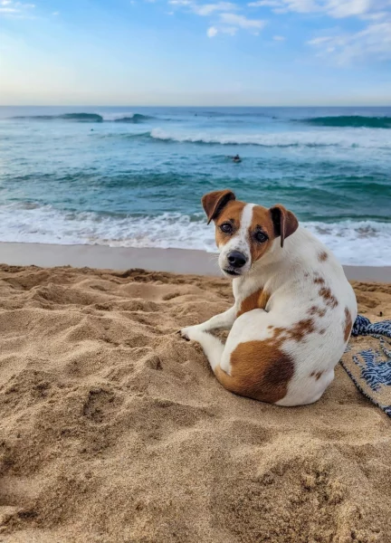 Ne každý pes je rozený plavec. Víte, na co si dát při letním koupání pozor?