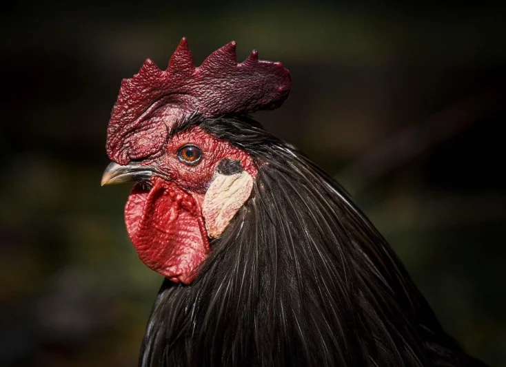 Jaké jsou reálné ceny pro prodej výstavních kusů drůbeže a náklady na odchov?