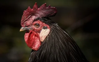 Jaké jsou reálné ceny pro prodej výstavních kusů drůbeže a náklady na odchov?