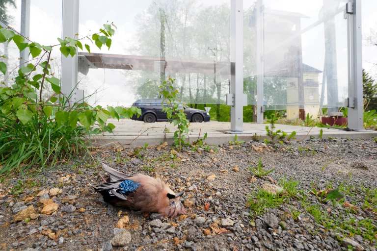 Týden skleněného zabijáka upozorní na zbytečné úhyny ptáků. Lidé se zapojí do mapování