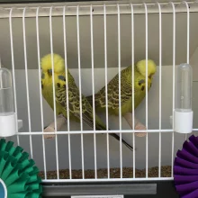 58. celostátní výstava andulek v botanické zahradě Univerzity Karlovy