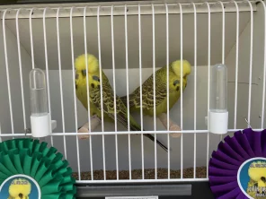 58. celostátní výstava andulek v botanické zahradě Univerzity Karlovy