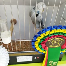 58. celostátní výstava andulek v botanické zahradě Univerzity Karlovy