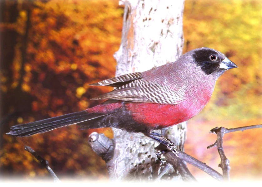 Astrild rudobřichý, samec.