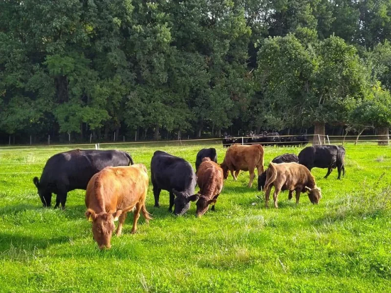 Druhý klubový šampionát plemene Dexter