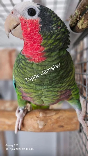 Průjmy papoušků = noční můra