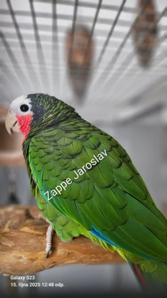 Průjmy papoušků = noční můra