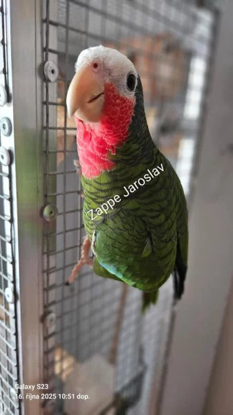 Průjmy papoušků = noční můra