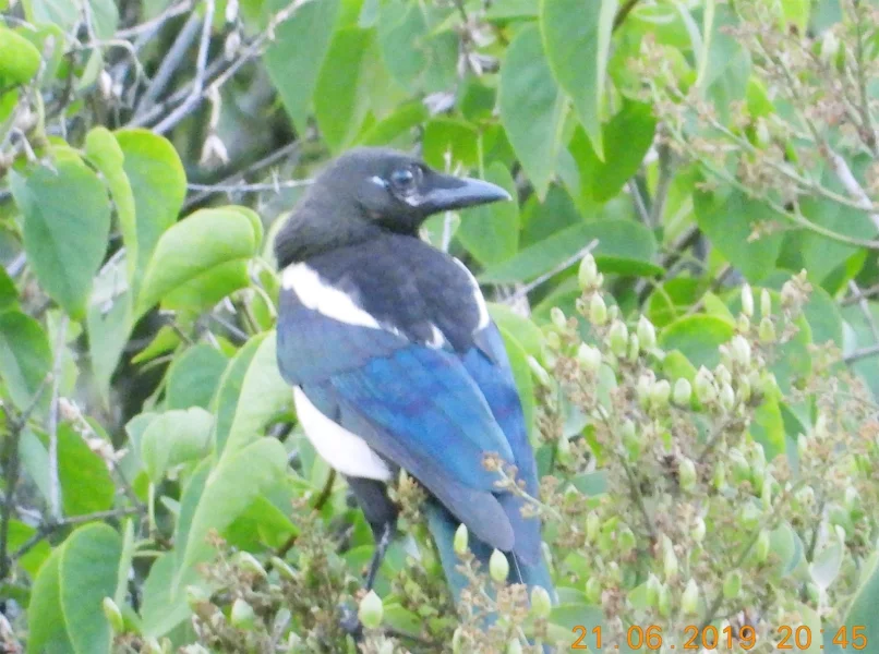 Straky jako škodná