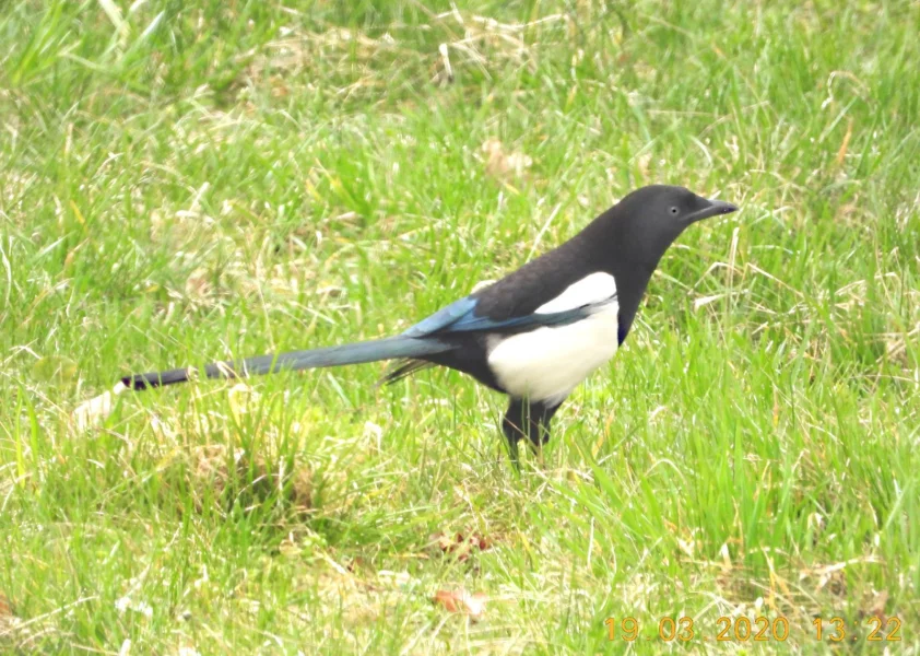 Straky jako škodná