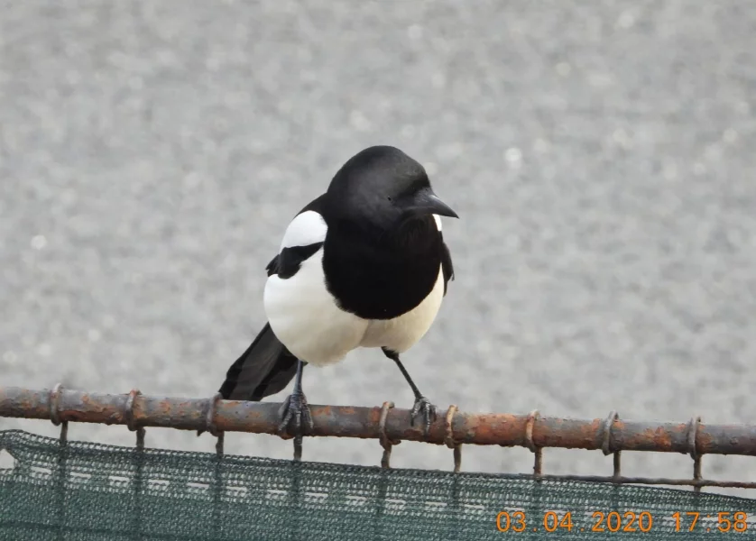 Straky jako škodná