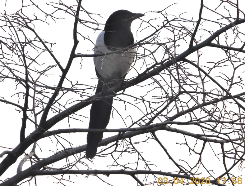 Straky jako škodná