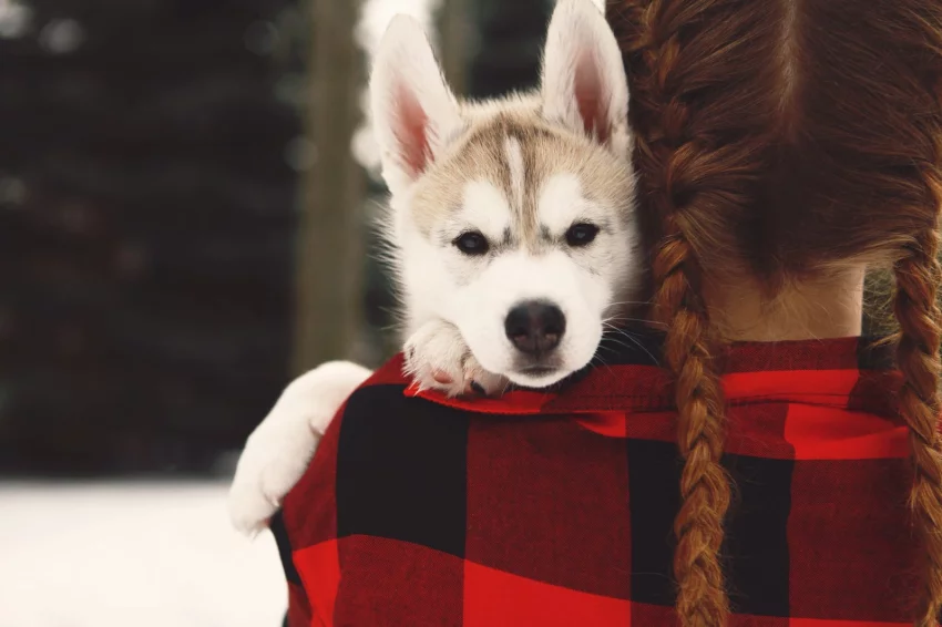 Když podzim mazlíčkům nesvědčí: skrytá rizika, na které je třeba si dát pozor