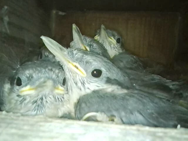 Brhlíci v ležaté budce původně vyvěšené pro koňadry.