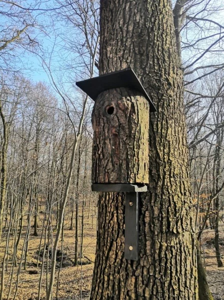 Kmenová budka obsazená modřinkami.