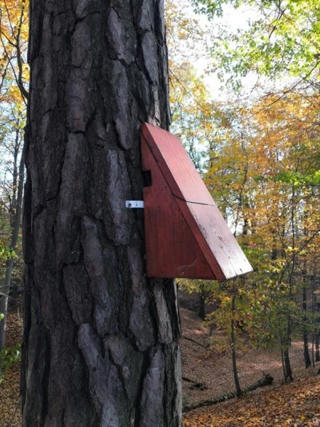 Budka s kolmým dnem na borovici.