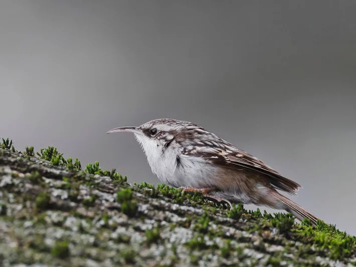 Budky pro šoupálky, ohlédnutí za rokem 2025