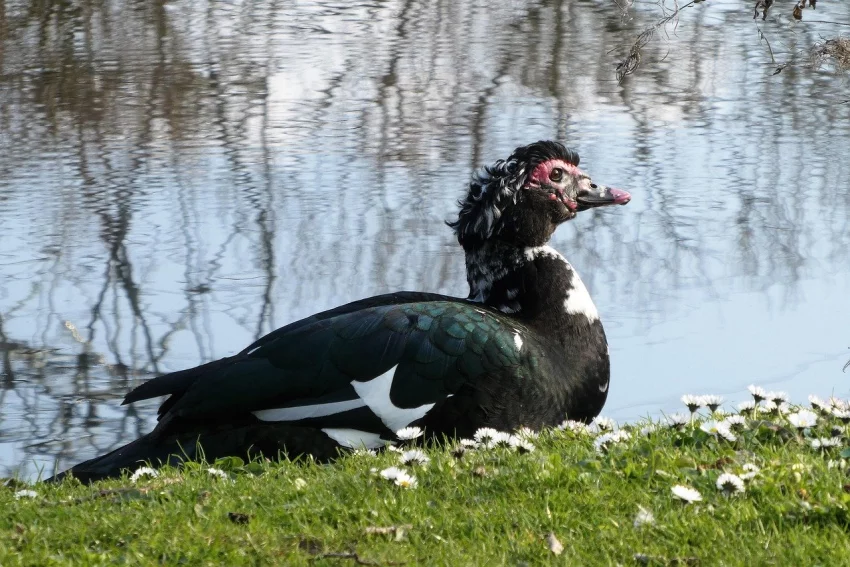 Pižmové kachny a voda: přirozená potřeba nebo zbytečný luxus?