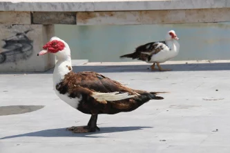 Pižmové kachny a voda: přirozená potřeba nebo zbytečný luxus?